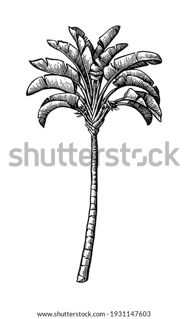 Ravenala Hand Drawn Vector Illustration Travellers Stock Vector ...