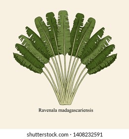 
Ravenala madagascariensis. Vintage drawing of an exotic palm tree. Hand drawn vector illustration. Color sketch.