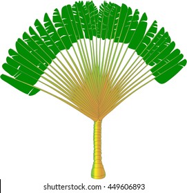 Ravenala - traveller's palm - vector drawing of a fan palm tree