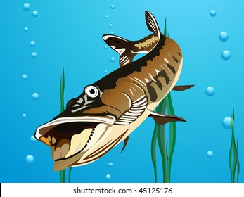 ravenous fish sails in river