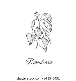 Ravintsara sketch hand drawing. Ravintsara vector illustration Ravensara aromatica