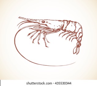 Raw big red whisker tiger Caridea isolated on white background. Freehand outline ink hand drawn picture sketchy in art scribble retro style pen on paper. Closeup view with space for text