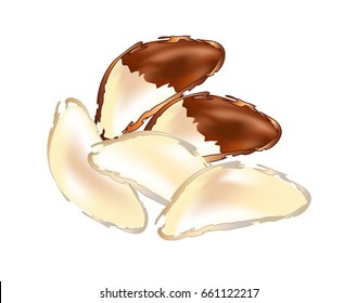 Raw Brazil Nuts On White Background