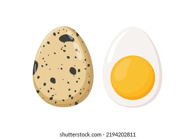 Raw brown quail egg whole and boiled cut in half with yolk, vector illustration isolated on white background