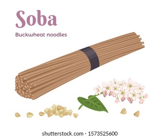 Raw buckwheat soba noodles, buckwheat grains and flowering plant isolated on white background. Vector illustration of healthy food in cartoon simple flat style.