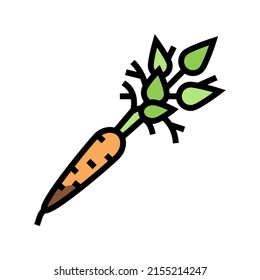 raw carrot color icon vector. raw carrot sign. isolated symbol illustration