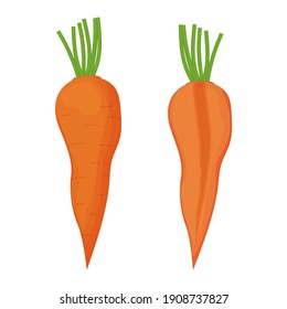 Raw carrot and half part in cartoon style isolated on white background. Ingredient, vegetable with root and green top, close up view. Harvest, market or menu object.