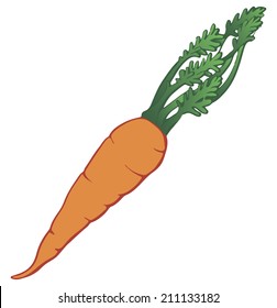 Raw carrots with green tops of vegetable. Vector illustration.