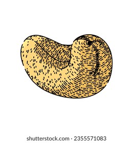 raw cashew nut hand drawn. snack roasted, fruit brown, view natural raw cashew nut vector sketch. isolated color illustration