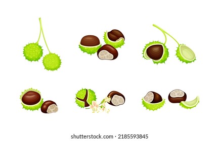 Raw chestnuts set. Edible chestnut or castanea sativa with spiny shell and nuts vector illustration