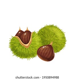 Ilustración vectorial de castañas crudas. Dulces castañas comestibles norteamericanas con sus mechas y nueces espinosas. Castanea sativa aislada en blanco.