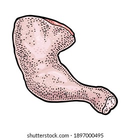 Raw chicken leg. Vintage vector color engraving illustration for poster and label. Isolated on white background. Hand drawn design element for label and poster.