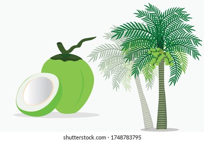raw coconut vector tree water leaves half opened flat illustration 