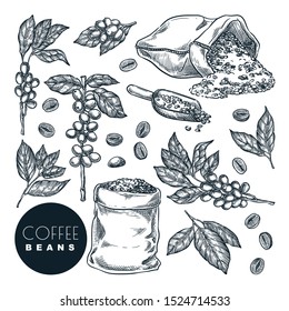 Raw coffee crop. Vector hand drawn sketch illustration. Coffee berries on branch and beans in sack, isolated on white background. Cafe menu, labels or packaging design elements.