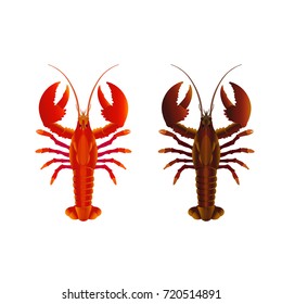 Raw and cooked lobsters. Vector illustration isolated on the white background