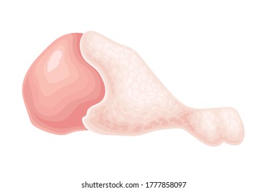 Raw Dressed Chicken Leg Isolated on White Background Vector Illustration