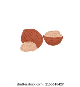 Raw dry walnuts, peeled half and whole nuts in shell. Fresh ripe kernels fruits in nutshell. Healthy food, snack. Vegan superfood. Flat vector illustration isolated on white background