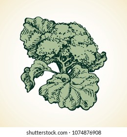 Raw fresh brokkoli collard branch on white backdrop. Dieting dinner. Freehand linear black ink hand drawn brokoli logo emblem picture sketchy in retro art scribble style. Closeup view brocolli