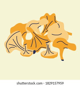 Raw fresh chanterelle mushrooms isolated