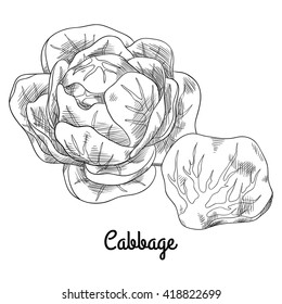 Raw fresh head of cabbage and cabbage leaf. Isolated with the inscription