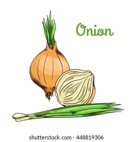 Raw fresh onion with roots, chopped onion and stalks of green onions. Isolated with the inscription