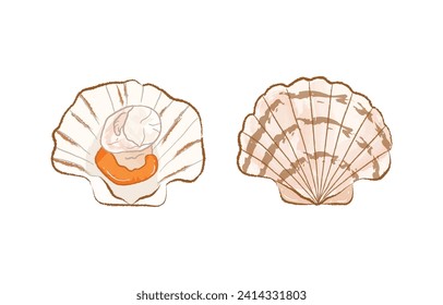 Raw fresh scallops with shell