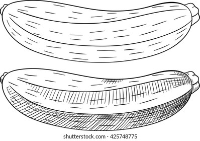 Raw fresh zucchini. Isolated set