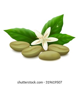 Raw green coffee beans, flower and leaves isolated on white background. Vector illustration.