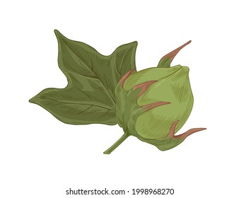 Raw green cotton plant with unblown flower bud. Realistic detailed botanical drawing of coton boll and leaf in vintage style. Hand-drawn vector illustration of fiber crop isolated on white background