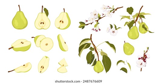 Raw green pear fruit from different angles. Ripe whole, half, quarter and slice pear. Pear blossom and fruits on branch. Simple hand drawn vector isolated on white background.