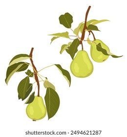 Raw green pear fruit on branch. Simple hand drawn vector isolated on white background.	