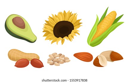 Raw Ingredients, Seeds, Nuts For Vegetable Oils Vector Illustration Set Isolated On White Background