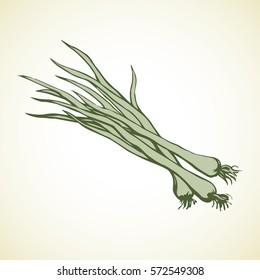 Raw leek bulb bundle isolated on white backdrop. Outline ink hand drawn picture sketchy in doodle cartoon style pen on paper. Closeup view