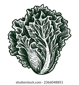raw lettuce salad leaf vector vintage sketch