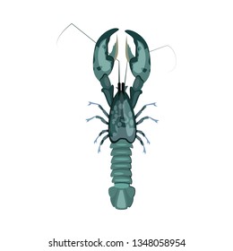 Raw lobster illustration. Mollusc, ocean, seafood. Nature concept. Vector illustration can be used for topics like sea animals, restaurant, eating