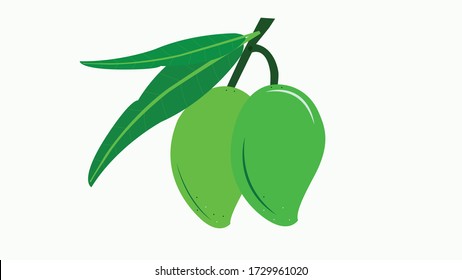 Raw Mango Vector Mangoes Flat Illustration  