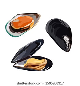 Raw mussels in shells icon isolated on white background, healthy food, fresh seafood, vector illustration