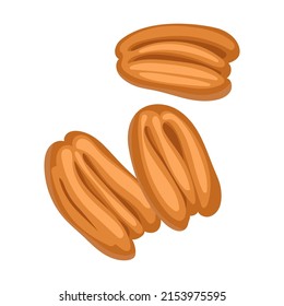 Raw nut. Vector illustration of food. Cartoon almond, hazelnut, pistachio, macadamia, pecan, peanut isolated on white