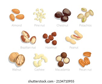 Raw nuts set with name of objects. Vector illustrations of food collection. Cartoon almond hazelnut pistachio macadamia pecan cashew walnut chestnut peanut isolated on white. Agriculture concept
