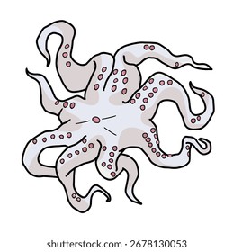 Ilustración vectorial de color de contorno de pulpo crudo