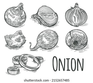 Raw onion set. Sketch collection Different angles onion Rings, husks, half of the onion. Isolated on white background. Vector.