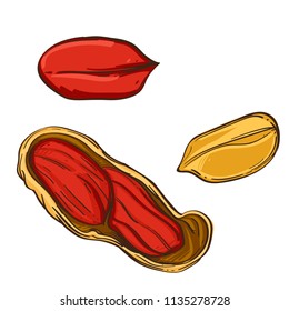 Raw peanuts. Vector illustration isolated on white background for packaging design, labels and much more.