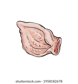 Raw pig ear drawing isolated on white background - flat vector food illustration of pork meat element and severed animal body part in hand drawn sketch style.