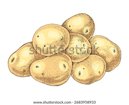 Raw potatoes hand drawn vector