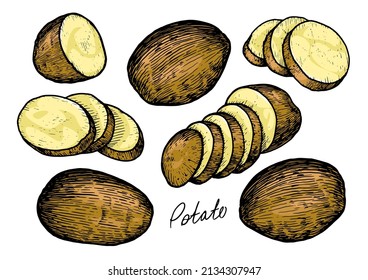 Raw potatoes set with whole root crops and sliced pieces. Farm vegetables vector illustration