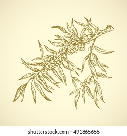 Raw ripe fresh eco sallowthorn shrub. Old sprig isolated on white backdrop. Freehand outline ink hand drawn picture sketchy in retro art doodle style pen on paper. Closeup view with space for text