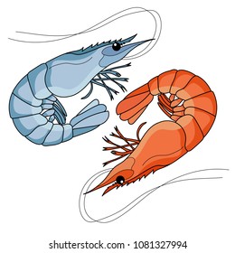 Raw shrimp and cooked shrimp isolated on white background