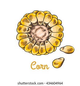 Raw sliced fresh ear of corn and seeds. Isolated with the inscription