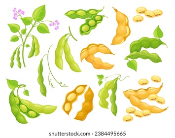 Raw soy bean. Soybean pod, growing soybeans cultivation, green white and yellow cartoon soya beans seed plant, agriculture vegetables farming protein food, neat vector illustration of vegetable pod