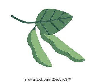 Raw soy beans pods vector illustration